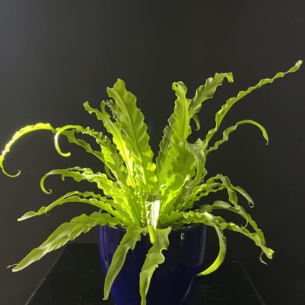 Bright green fern in a blue pot against a dark background