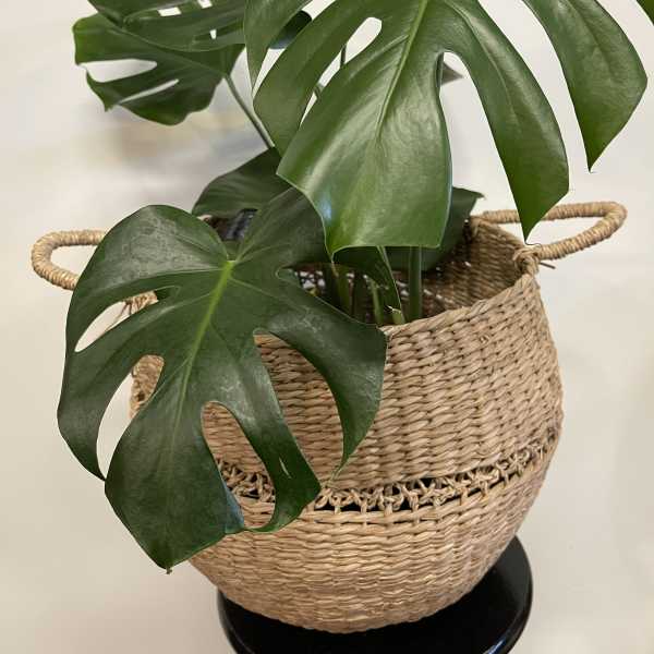 Monstera plant in a woven basket planter