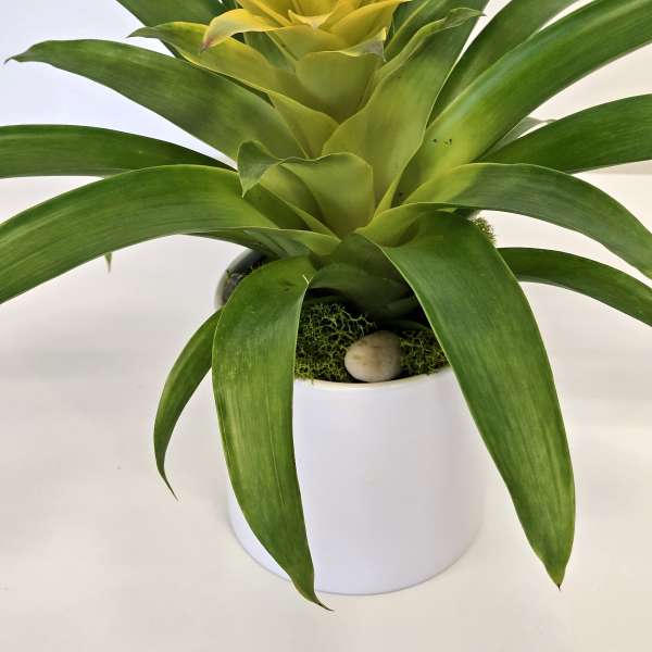 Yellow Bromeliad Plant