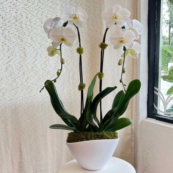 White orchids in a white pot with moss and dark support stakes