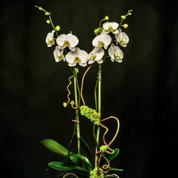 White orchids in a square glass vase with curly vine accents