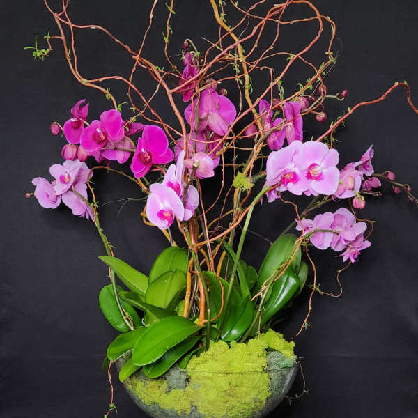 Pink orchids in a glass bowl with twisting branches and green moss