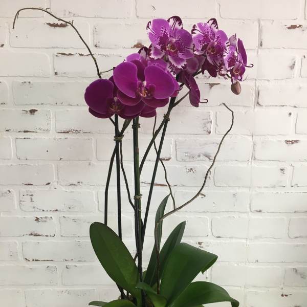 Purple orchids in a clear square vase with broad green leaves