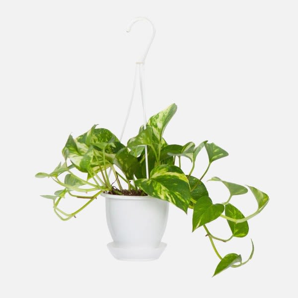Hanging potted pothos plant in a white pot