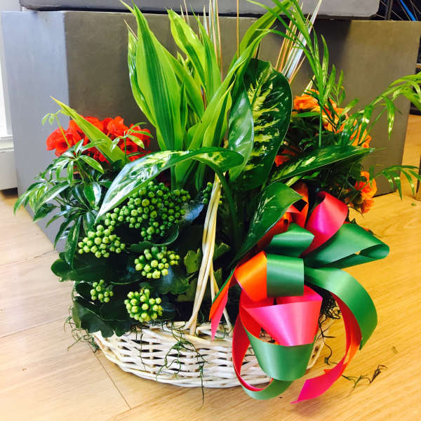 Mixed plant basket with red and orange blooms and a colorful ribbon bow