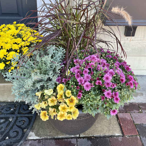 Mixed potted flowers with pink and yellow blooms and tall ornamental grass