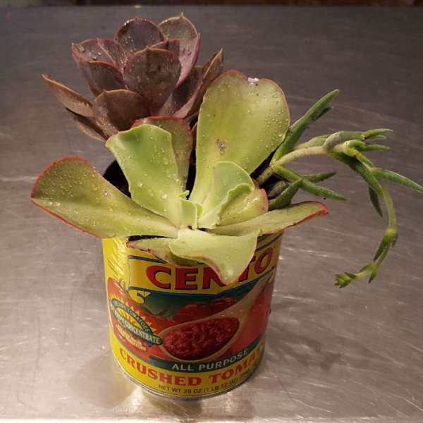 Succulent arrangement in a repurposed tomato can