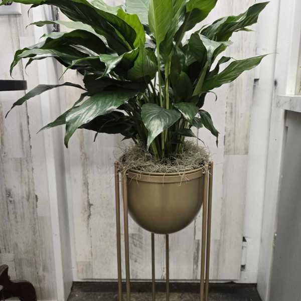 Potted green houseplant in a gold stand planter