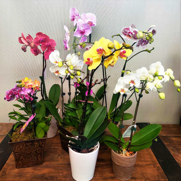 Potted orchids in pink, white, yellow, and purple blooms