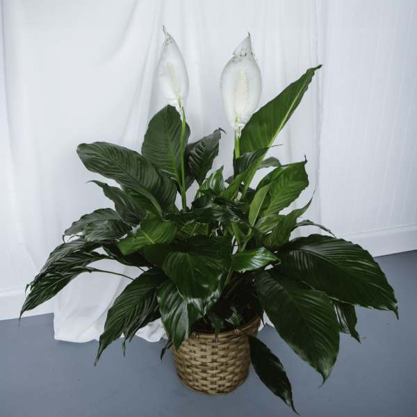 Peace Lily 8in