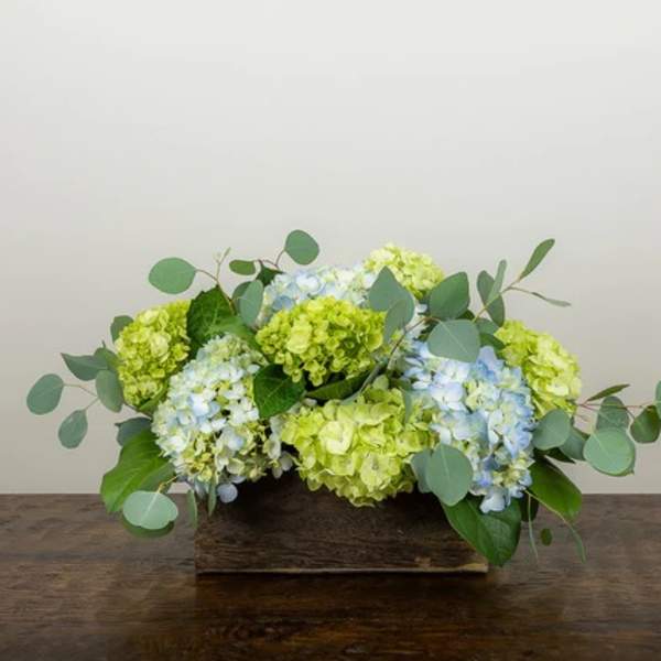 Low arrangement of green and blue hydrangeas in a wooden box