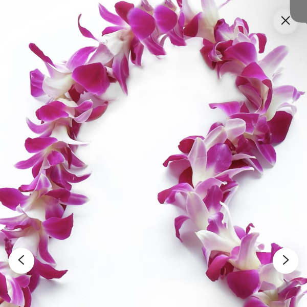 Pink and white orchid lei on a white background