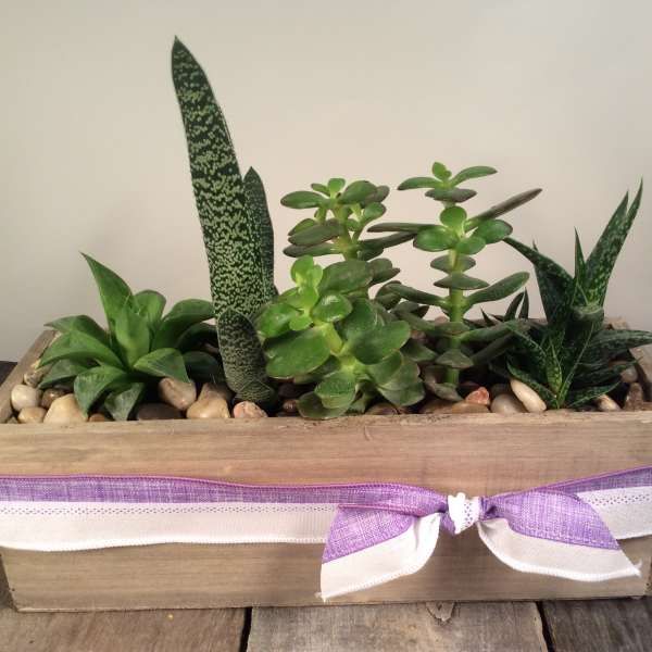 Rectangular planter with assorted succulents and a purple ribbon bow