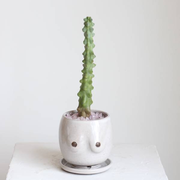 Single potted succulent in a white ceramic planter