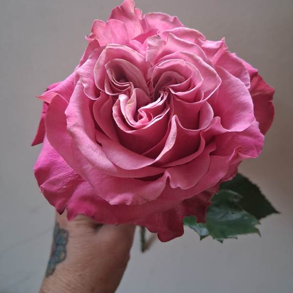 Single pink rose bloom held in a hand