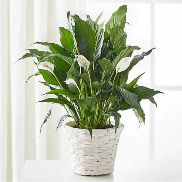 White potted peace lily plant with white blooms