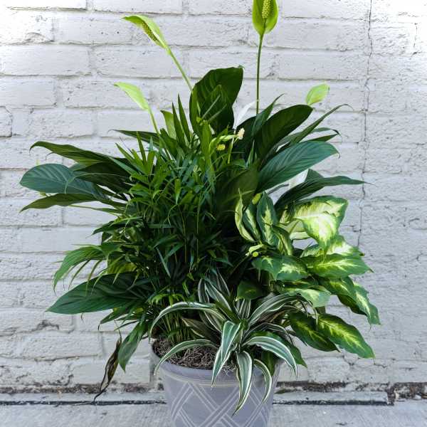 Tall mixed green foliage plant in a gray urn-style planter against a white brick wall.