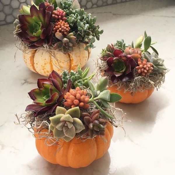 Set of 3 or Pumpkin trio
