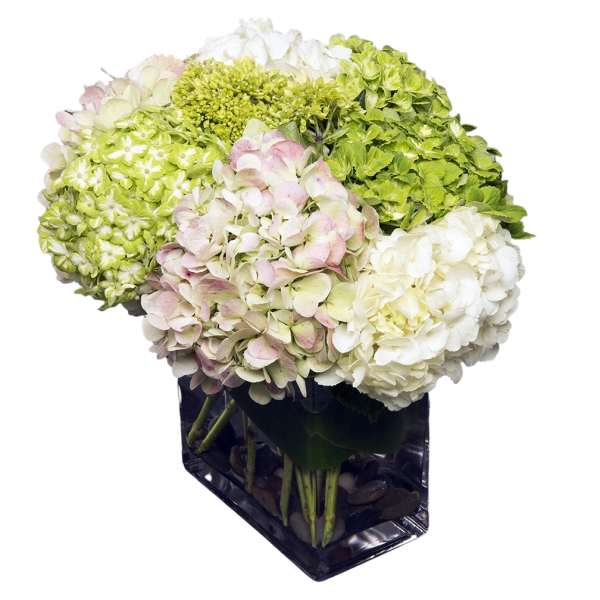Hydrangea arrangement