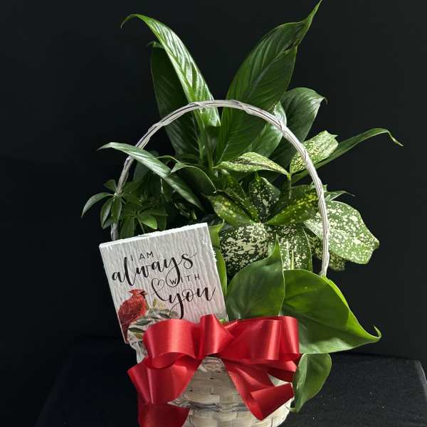Basket of green houseplants with a red ribbon and sympathy card