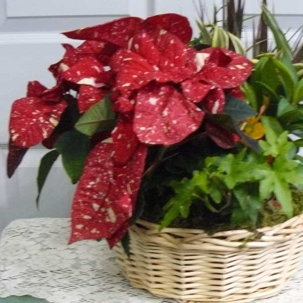 Basket of red poinsettias with green plants
