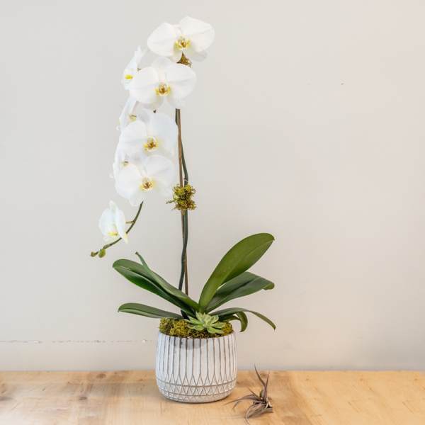 White orchid plant in a ribbed ceramic pot