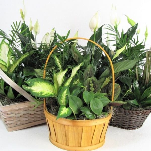 Three baskets of assorted green houseplants on a white background