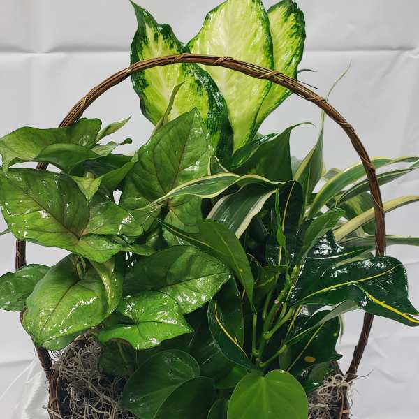 Basket of assorted green houseplants with a woven handle