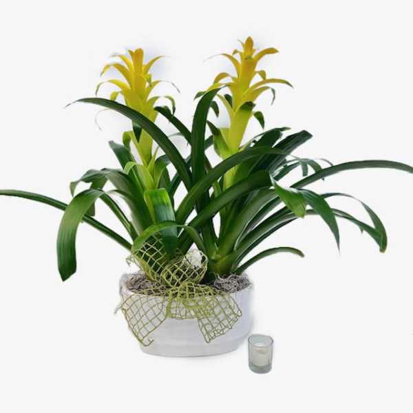 Potted plant with yellow bromeliad blooms in a white container