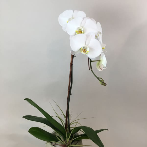White orchid plant in a round pot with broad green leaves