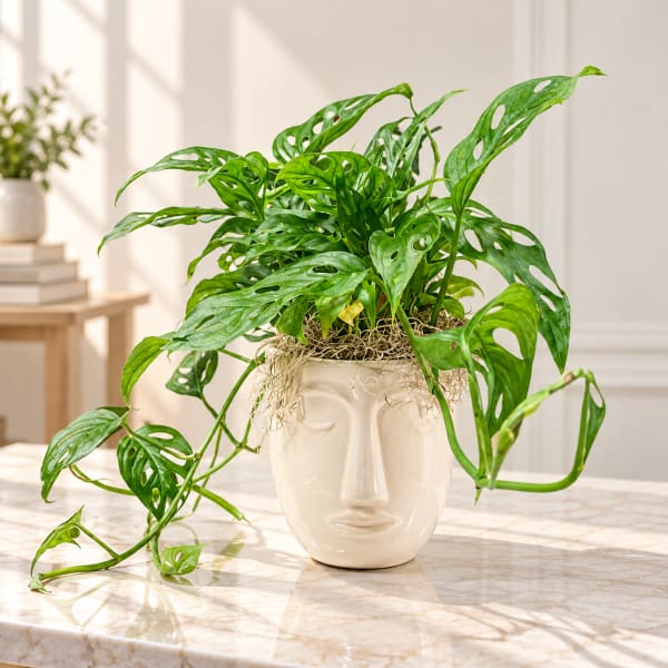 Potted trailing green plant in a face-shaped ceramic vase