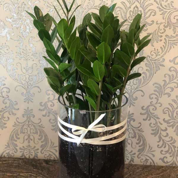 Potted green plant in a clear glass cylinder with a ribbon