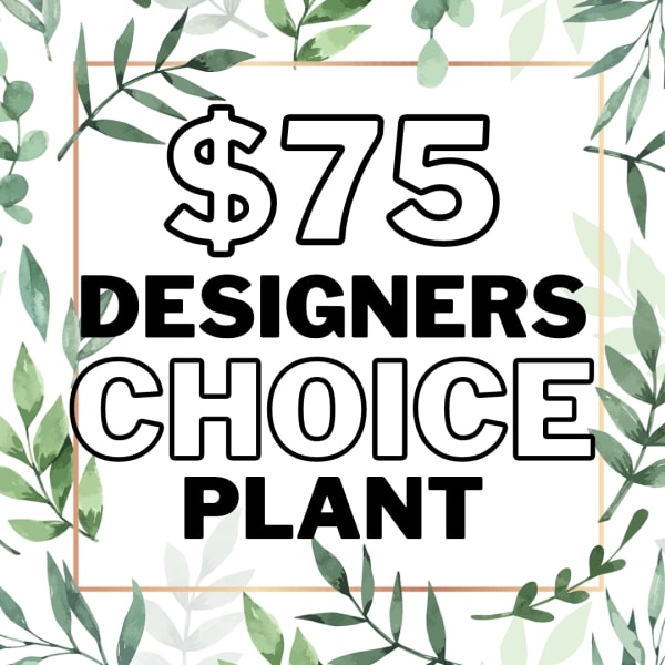 Graphic sign reading "$75 Designers Choice Plant" with leafy border