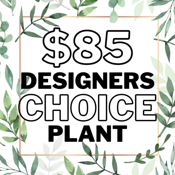 Graphic reading "$85 Designers Choice Plant" with leafy border