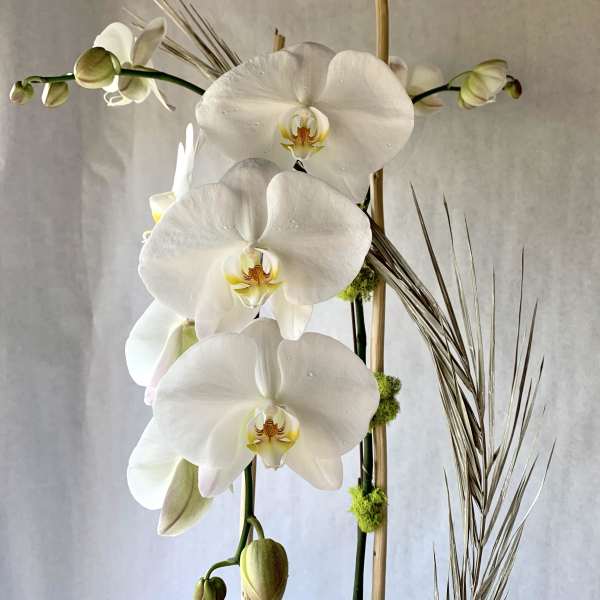 White orchid arrangement with tall stems and buds