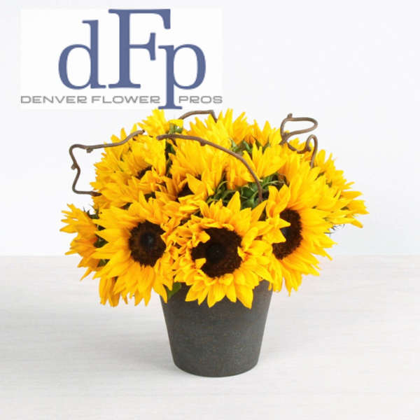 Local Sunflowers and Kiwi Vine