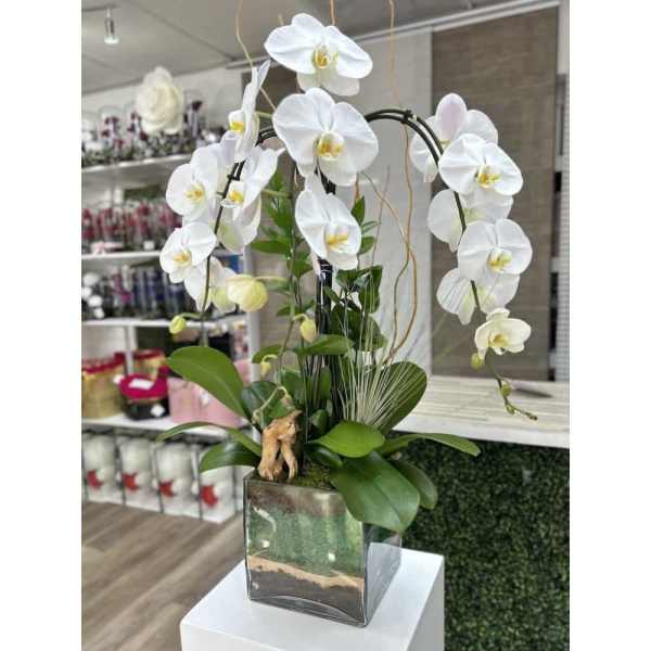 Tall white phalaenopsis orchid plant with arching stems in a square glass vase.