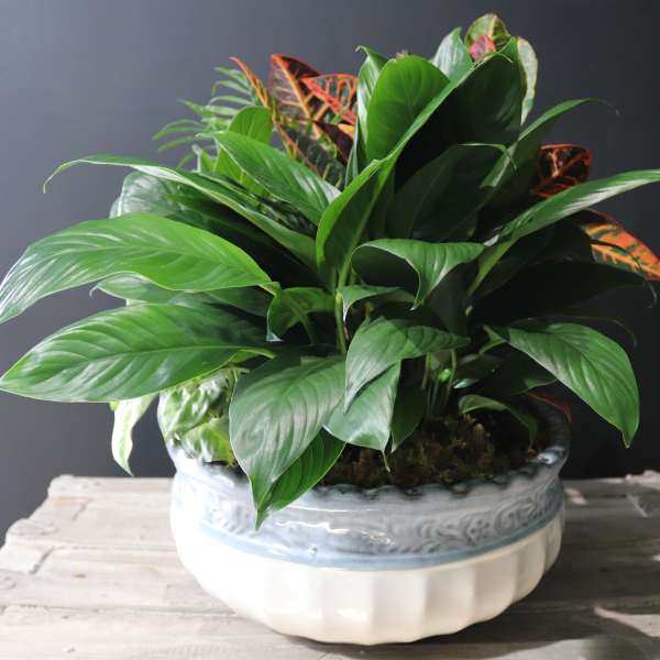 Potted leafy plant in a white ceramic bowl