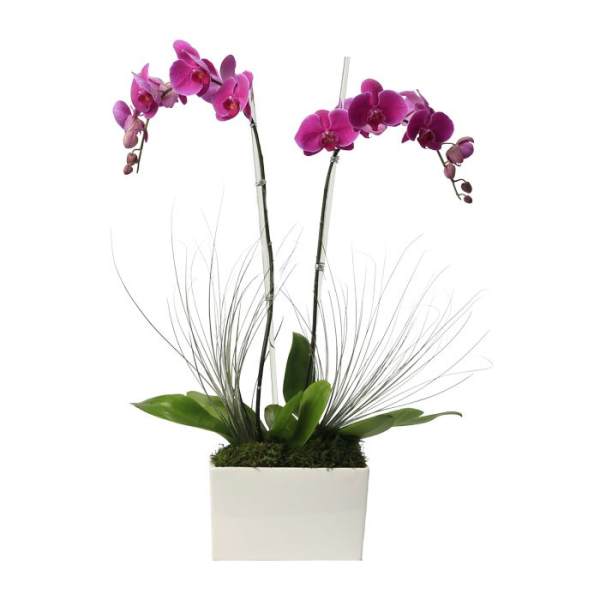 Potted fuchsia phalaenopsis orchids with decorative grasses in a white rectangular container.