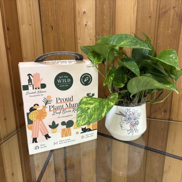 Potted green houseplant beside a plant care kit box