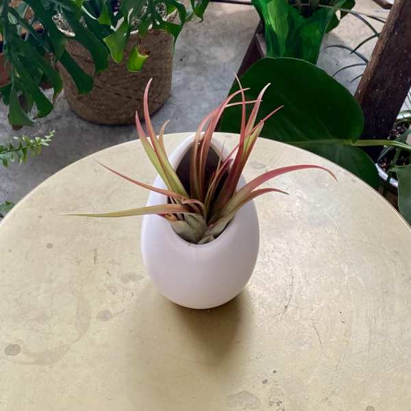 Small potted air plant in a white ceramic vase