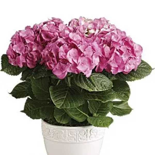 Potted pink hydrangea plant in a white ceramic container