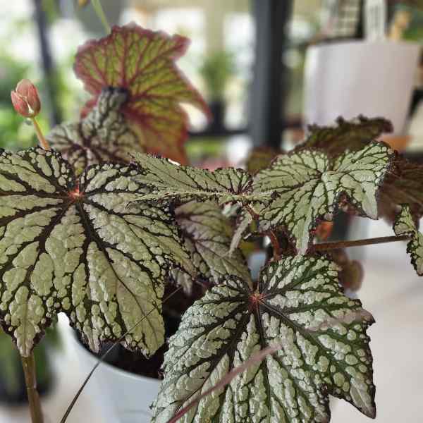 Begonia