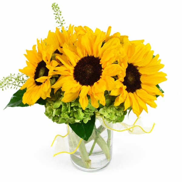 Sunflower bouquet in a clear glass vase with yellow ribbon