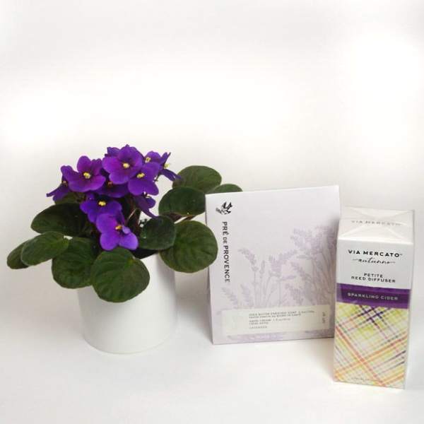 Purple potted African violet with a greeting card and reed diffuser box