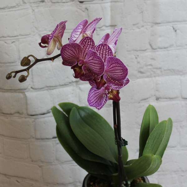Potted purple orchid with blooms in a black container