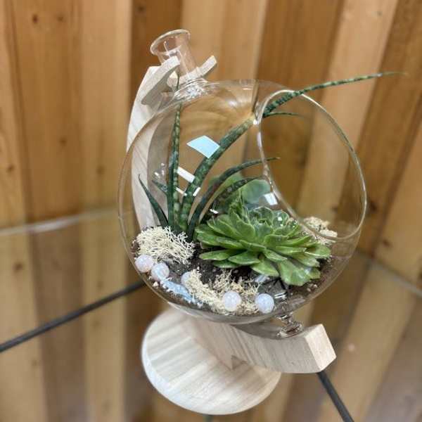 Glass globe terrarium with green succulents on a light wooden stand