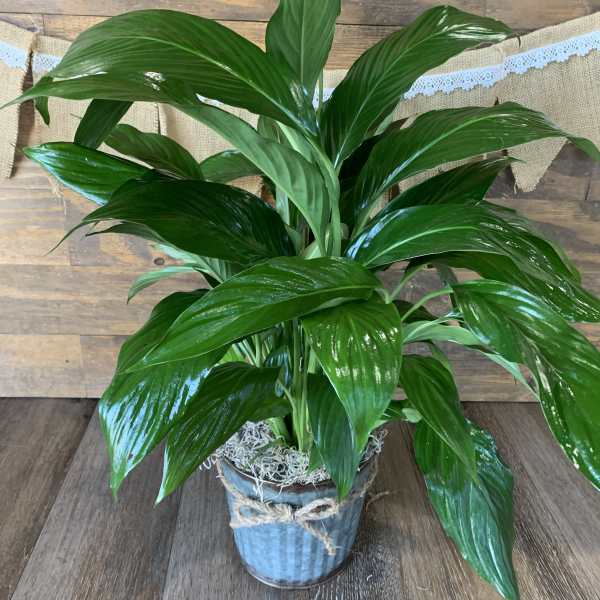 Potted green houseplant with broad glossy leaves in a metal bucket with twine bow