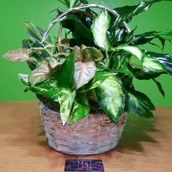 Basket of assorted green and pink houseplants