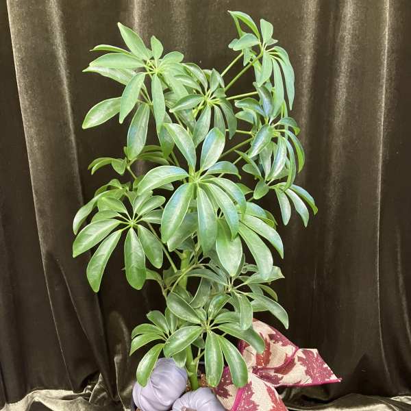 Potted green houseplant with glossy leaves in a black container